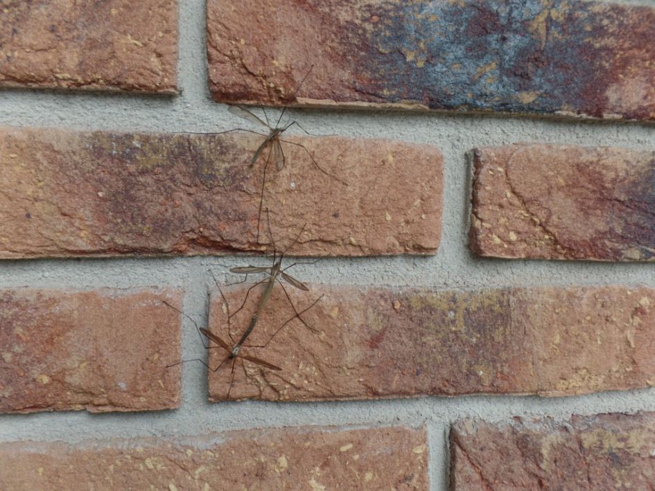 Spekkendieven in grote aantallen